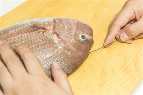 魚血|魚の締め方＆血抜きの方法徹底解説！釣った魚の鮮度。